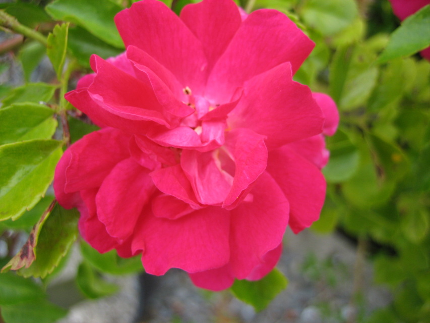 Red Ramblers & Climbers