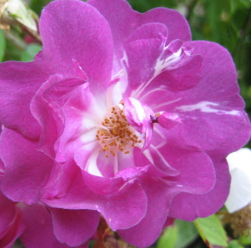 Purple Ramblers & Climbers