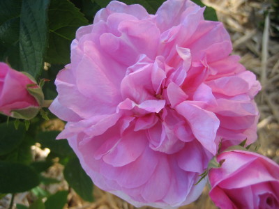 Pink Bush & Shrub Roses