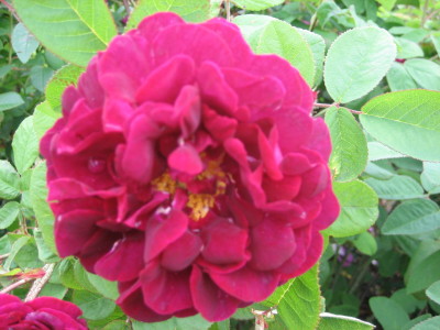 Red Bush and Shrub Roses