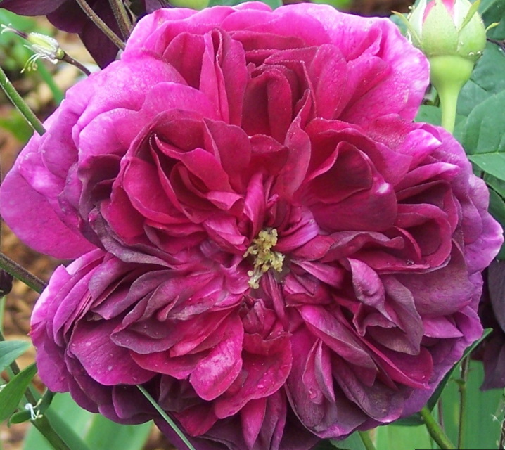 Purple Bush & Shrub Roses