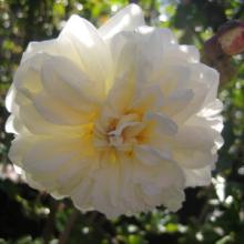 Frau Albert Hochstrasser