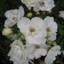 Rambling Rector